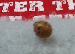 second visiting ladybug
